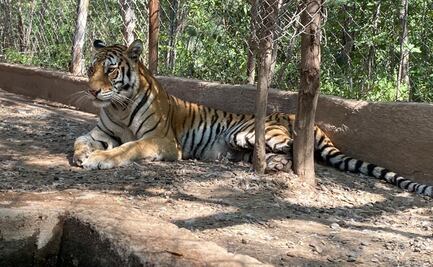 Tigresa “Tita” se recupera tras ser rescatada en operativo en Sinaloa