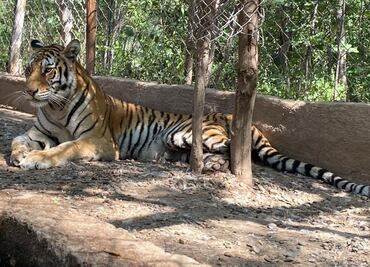 Tigresa “Tita” se recupera tras ser rescatada en operativo en Sinaloa