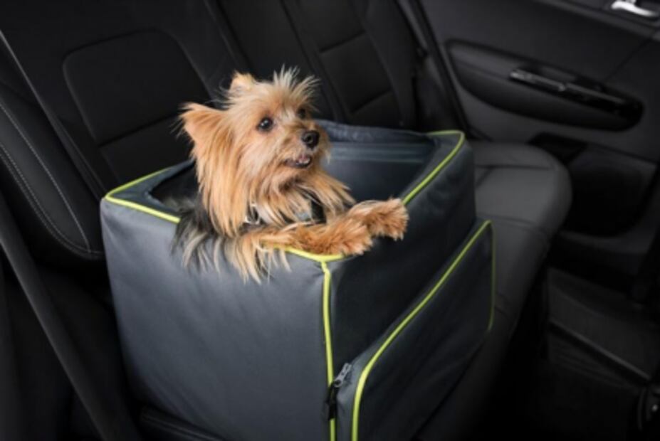 ¿Cómo llevar a tu mascota segura en tu auto?