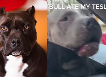 Mascota destruye auto de lujo a mordidas, así quedó