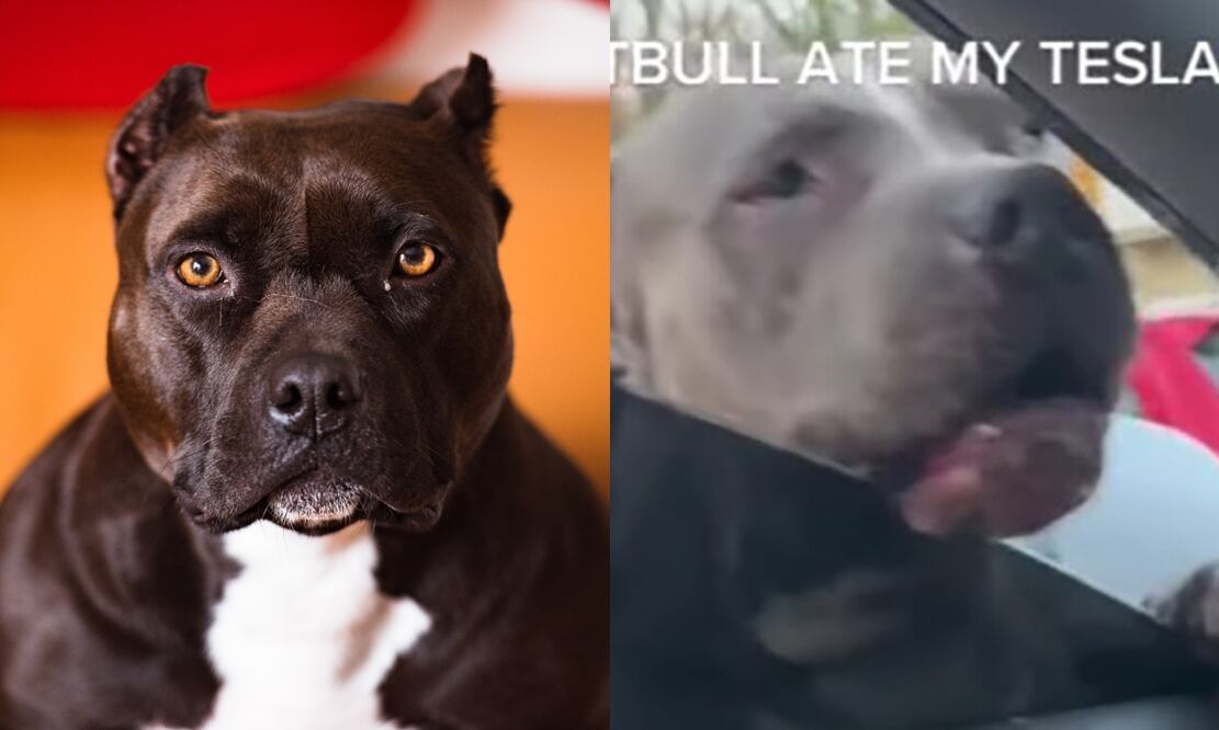 No fue la tarea, en esta ocasión el perro se comió un Tesla. Imagen: Unsplash/TikTok (@toodiesangelxx)