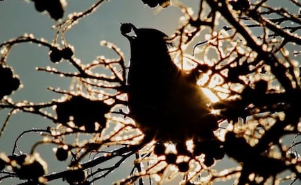 ¿Por qué las aves en Minnesota se comportan como si estuvieran borrachas?