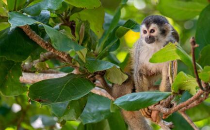 Tras fuga de monos usados para estudios científicos, 8 siguen libres; ¿son un peligro para la salud pública?