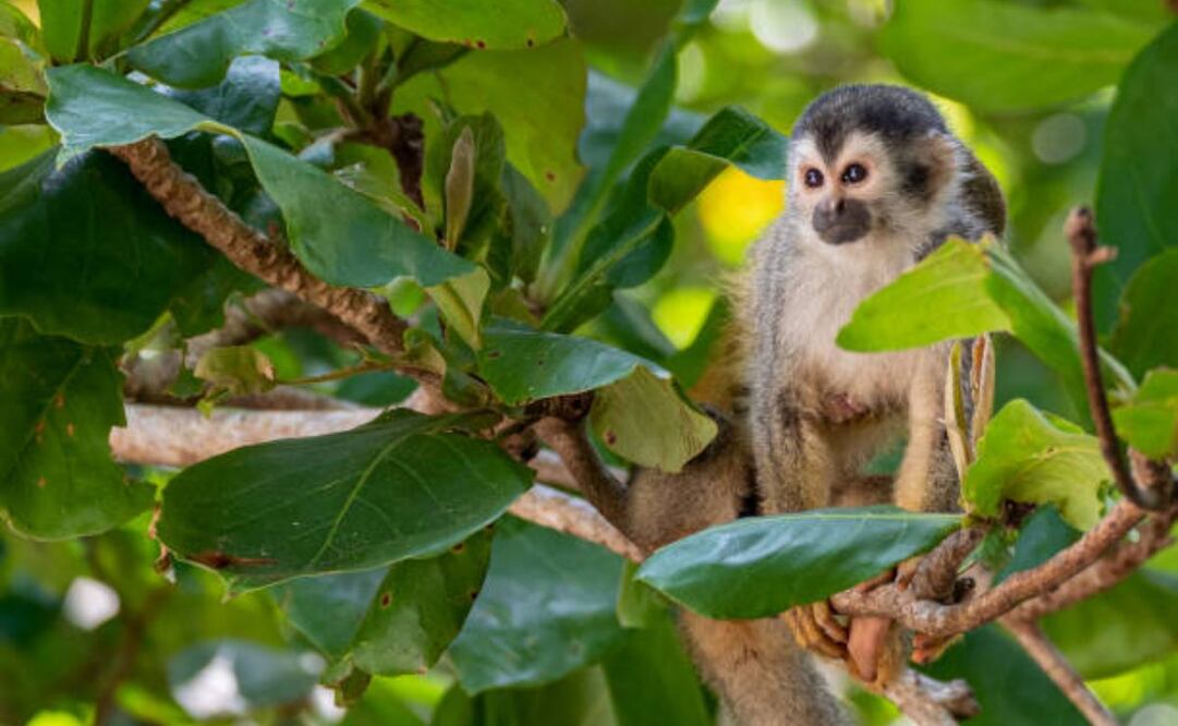 La instalación cría a los monos para venderlos a instalaciones médicas y otros investigadores. Foto: IStock