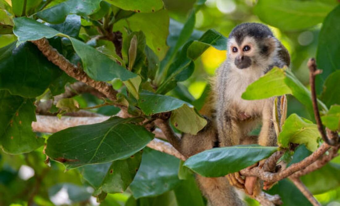 La instalación cría a los monos para venderlos a instalaciones médicas y otros investigadores. Foto: IStock