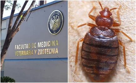 ¿Otra vez? "Desarman" Biblioteca de Veterinaria de la UNAM por presuntas chinches de cama
