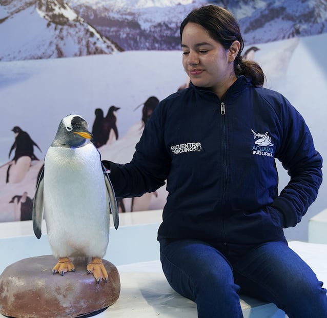 El encuentro con pingüinos estará solo por una temporada corta en el Acuario Inbursa. Foto: Acuario Inbursa