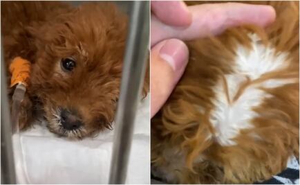 Denuncian en TikTok venta de perritos pintados que terminan intoxicados