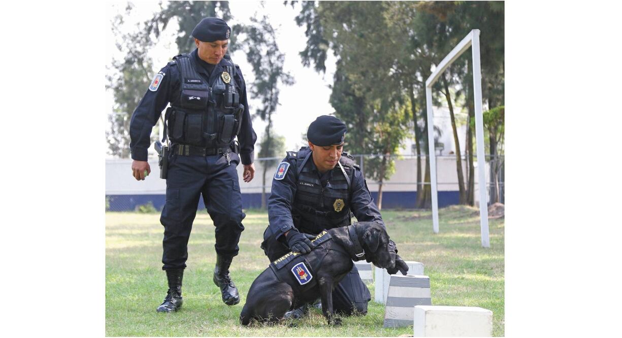 Blue, la perra labrador de la Unidad Canina de la Secretaría de Seguridad Ciudadana (SSC), tiene ocho años y medio y es el elemento canino más veterano, no obstante, su trabajo en el campo es versátil. Fotos/CARLOS MEJÍA. El Universal