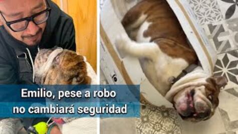  “Amarrar a bulldog Emilio sería quitarle su libertad”