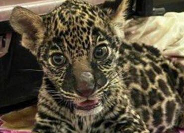 Profepa recupera a cachorro de jaguar a la venta en plaza de Oaxaca; locatario acreditó su pertenencia con factura falsa