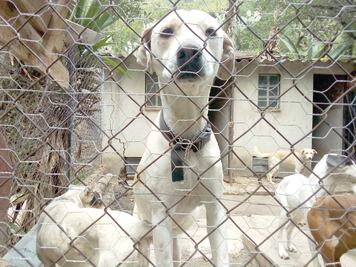 Buscan garantizar derechos de animales de compañía en la Constitución