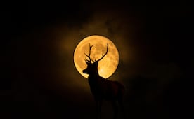 Luna de Ciervo: ¿cuándo y a qué hora se podrá observar el fenómeno astronómico en México?; aquí te lo decimos