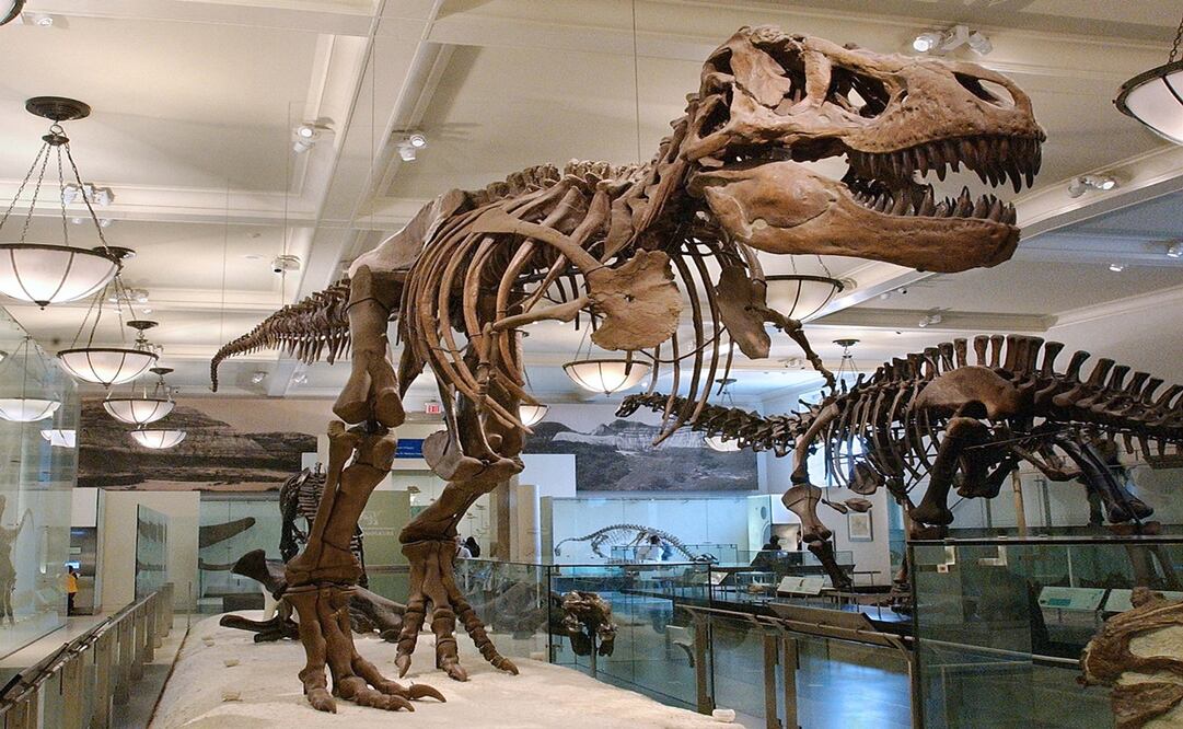 El Museo de Historia Natural en Nueva York. Foto: Facebook American Museum of Natural History