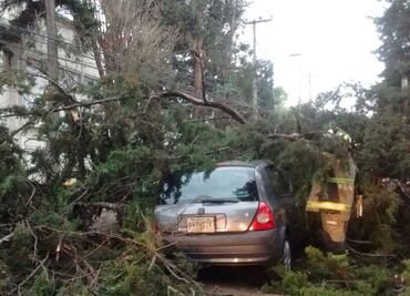 Vientos derriban árboles, lonas y una carpa en CDMX