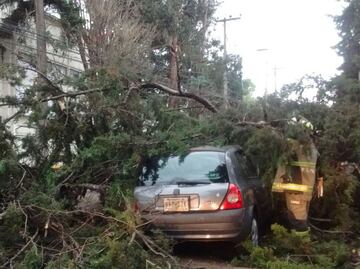 Vientos derriban árboles, lonas y una carpa en CDMX