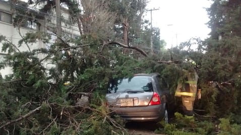 Vientos derriban árboles, lonas y una carpa en CDMX