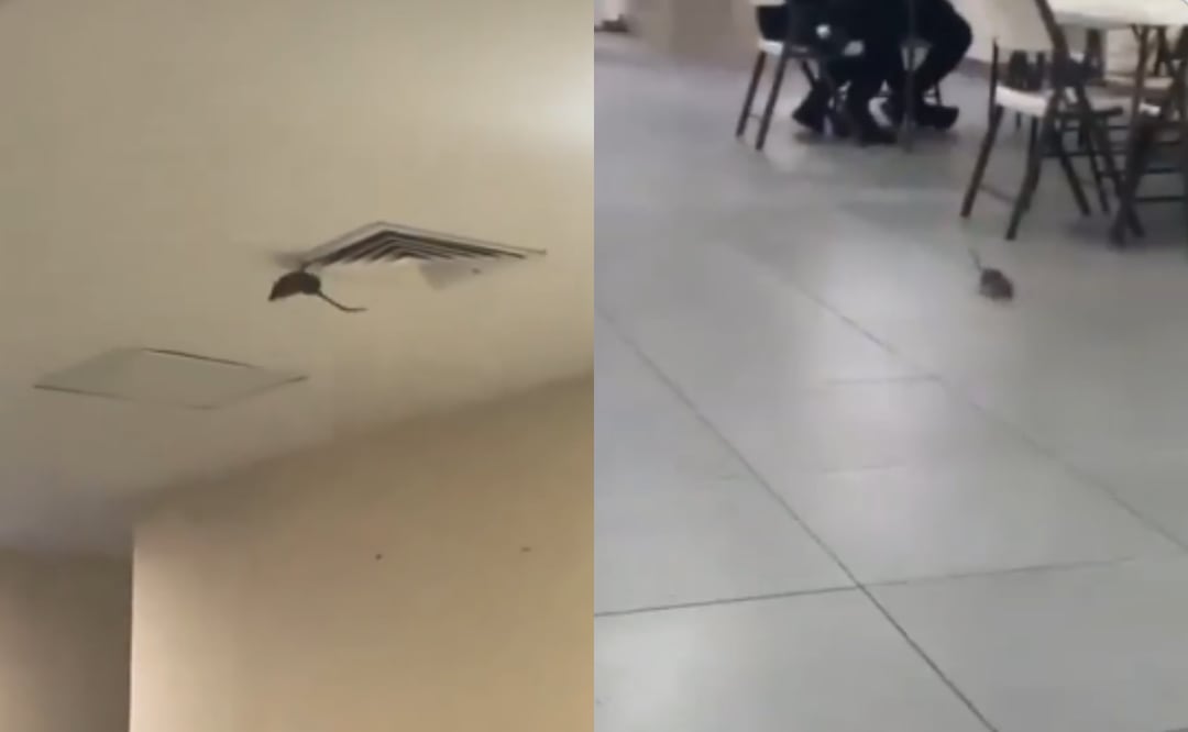 VIDEO Captan una rata dentro de hospital del IMSS en Ciudad Obregón, Sonora; es un hecho aislado, asegura instituto. Foto: Especial