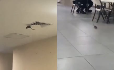 VIDEO Captan una rata dentro de hospital del IMSS en Ciudad Obregón, Sonora; es un hecho aislado, asegura instituto