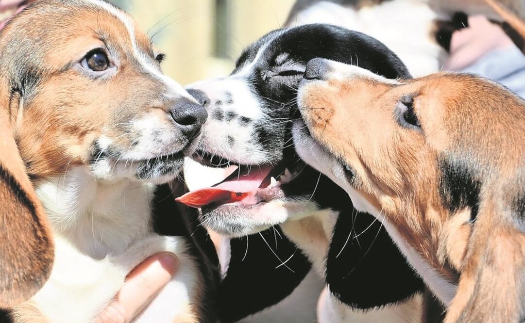 Casi 15 mil perros de todo el Reino Unido fueron examinados en el estudio a cargo de la Universidad de Bristol. (FOTO: Archivo/EL UNIVERSAL)