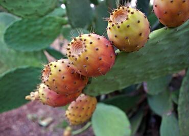 Para qué sirve tomar "colonche", bebida popular mexicana