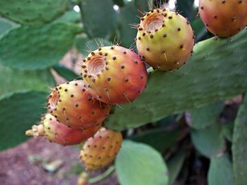 Para qué sirve tomar "colonche", bebida popular mexicana