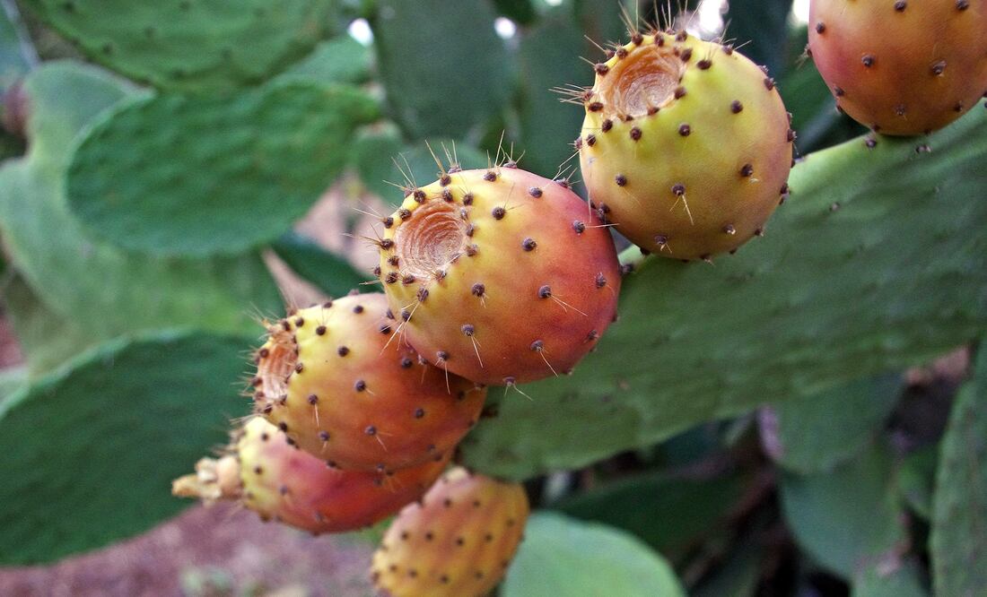 El colonche, elaborado con tunas rojas, tiene un consistencia similar al pulque. Foto: Pixabay / valtercirillo