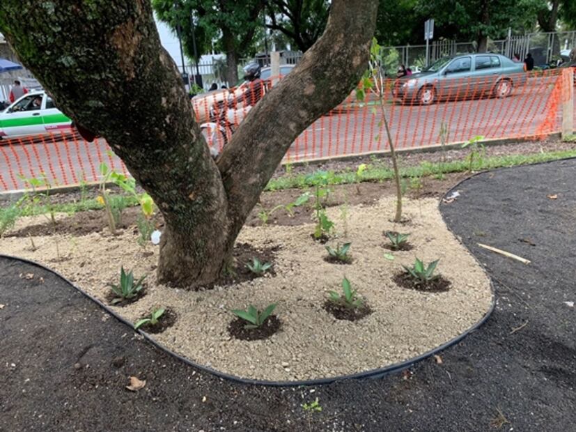 ONU impulsa jardines infiltrantes para evitar inundaciones en Xalapa