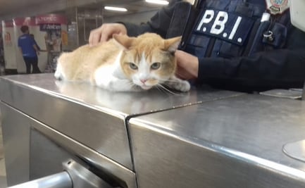 Rescatan a gato extraviado en el Metro; buscan a su dueño o alguien que quiera adoptarlo