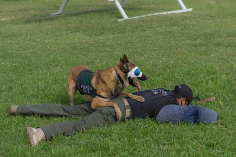 Anuncian diplomado internacional para oficiales caninos en Veracruz