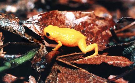 Crean mapa con lugares donde podría haber animales sin descubrir