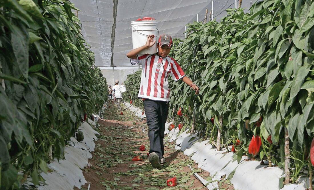 El senador perredista exhorta a reformar el artículo 123 de la Constitución, pues actualmente establece los 16 años como edad mínima para trabajar (ARCHIVO EL UNIVERSAL)