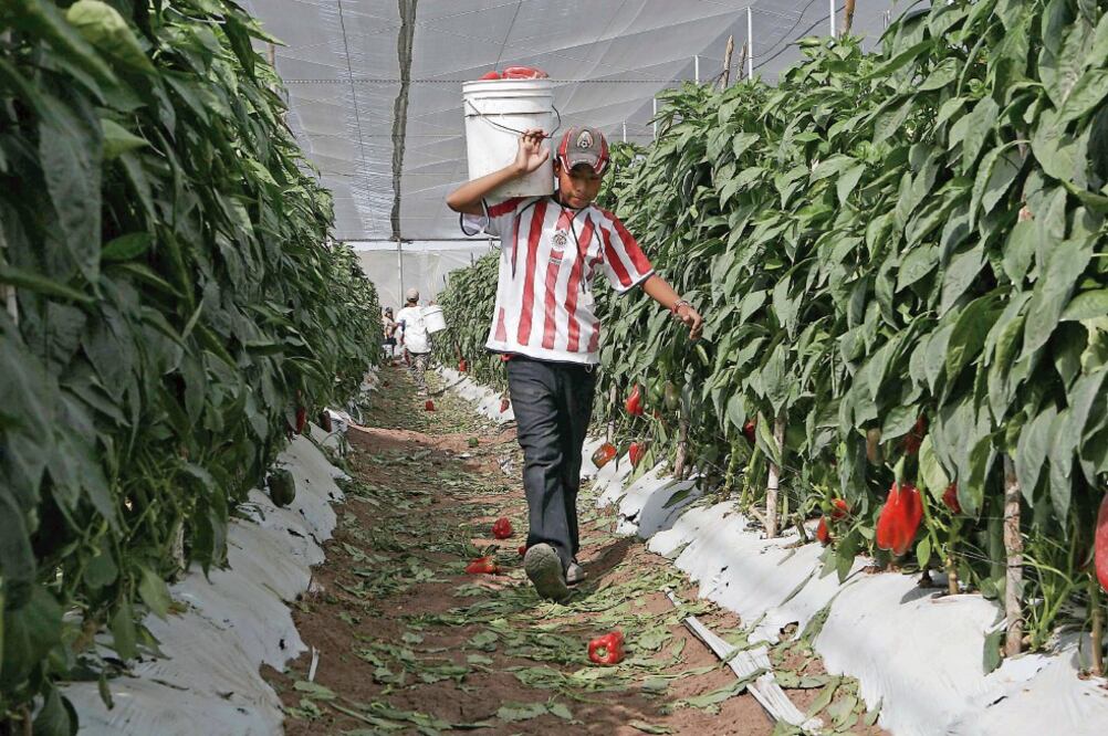 El senador perredista exhorta a reformar el artículo 123 de la Constitución, pues actualmente establece los 16 años como edad mínima para trabajar (ARCHIVO EL UNIVERSAL)