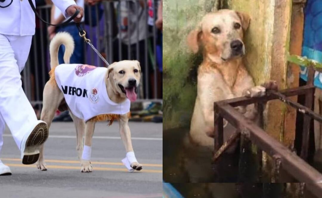 Foto: Facebook/El Universal/ El lomito tras ser adoptado por los marinos, recibió adiestramiento para convertirse en parte del escuadrón de los binomios caninos.