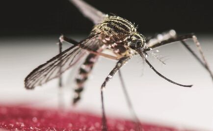 Identifican el gen que atrae a los mosquitos al sudor humano