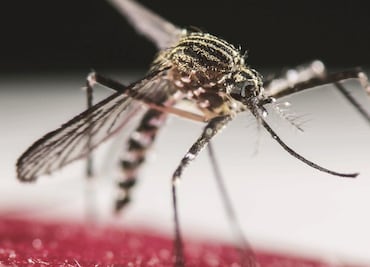 Identifican el gen que atrae a los mosquitos al sudor humano