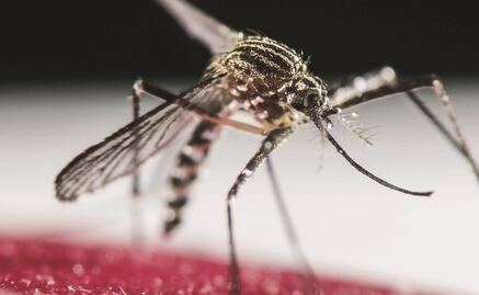 Identifican el gen que atrae a los mosquitos al sudor humano