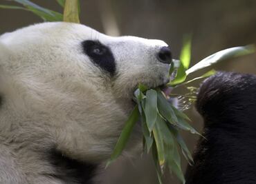 Sigue la "diplomacia panda" entre China y EU; 2 pandas gigantes llegan este martes a Washington