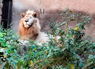Usuarios denuncian malas condiciones en Zoológico Mismaloya; Profepa descarta maltrato