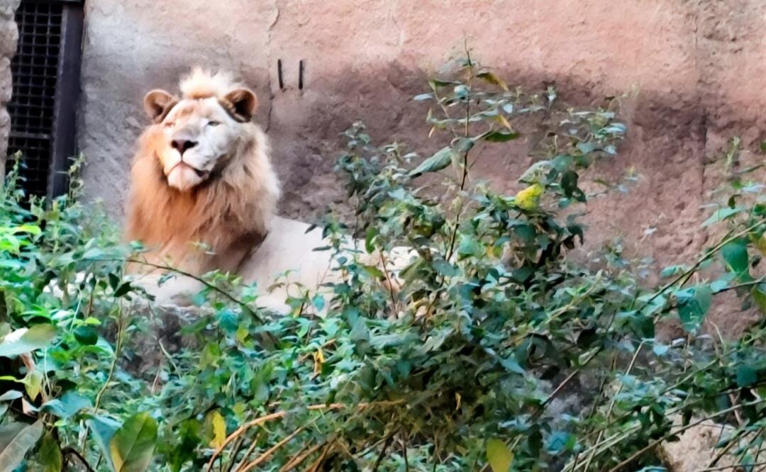Profepa descarta maltrato en Zoológico de Vallarta y confirma buen estado de los animales (06/11/2025). Foto: Especial