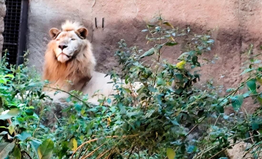 Profepa descarta maltrato en Zoológico de Vallarta y confirma buen estado de los animales (06/11/2025). Foto: Especial