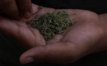 Secretaría de Ciencia entregará documento sobre usos de marihuana