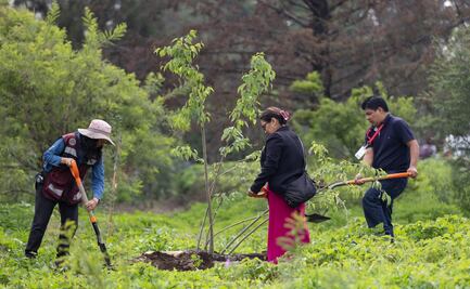 Inicia reforestación en el Cerro de la Estrella; plantarán 16 mil ejemplares nativos en Iztapalapa