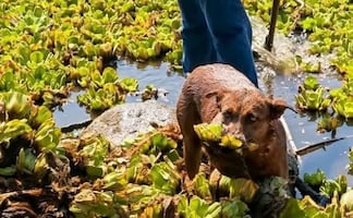 Descartan envenenamiento como causa de muerte de “Beny”; perrita ayudaba en labores de limpieza de presa de Oaxaca 