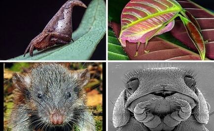 Conoce las "10 nuevas especies de 2017"