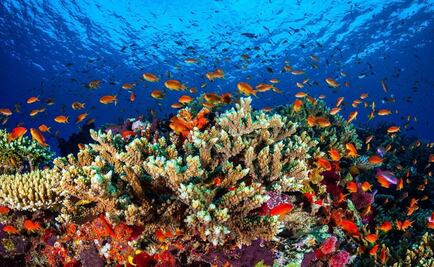 Mysterious disease threatens Mexico’s coral reefs