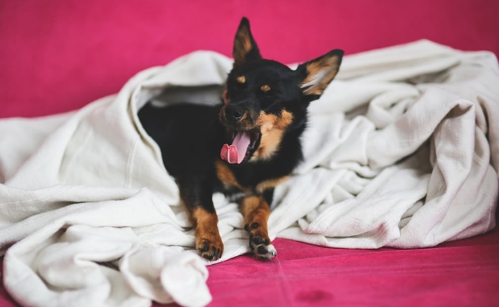 Perros en casa. Foto: Pixabay