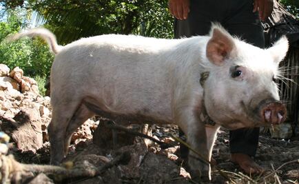 Cerdo muerde genitales a joven en granja de Coahuila