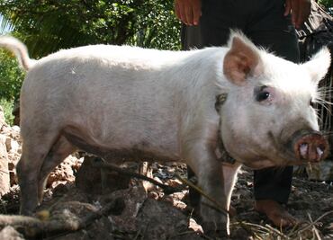 Cerdo muerde genitales a joven en granja de Coahuila