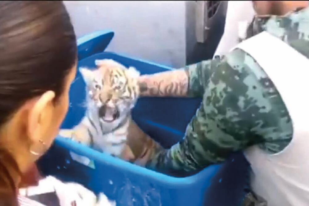 El animal fue detectado en la central de autobuses de Tlaquepaque, Jalisco. (TOMADA DE VIDEO)